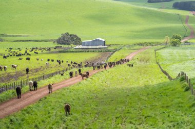 Avustralya 'da bir tarlada otlayan damızlık sığır, inek ve buzağılara yakın bir yerde. Sürü cinsleri arasında benek parkı, murray grisi, angus, brangus ve wagyu bahar ve yaz otlaklarında bulunur..