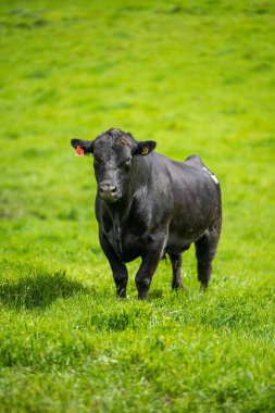 Avustralya 'da bir tarlada otlayan damızlık sığır, inek ve buzağılara yakın bir yerde. Sürü cinsleri arasında benek parkı, murray grisi, angus, brangus ve wagyu bahar ve yaz otlaklarında bulunur..