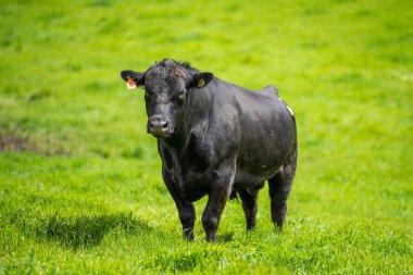 Avustralya 'da bir tarlada otlayan damızlık sığır, inek ve buzağılara yakın bir yerde. Sürü cinsleri arasında benek parkı, murray grisi, angus, brangus ve wagyu bahar ve yaz otlaklarında bulunur..