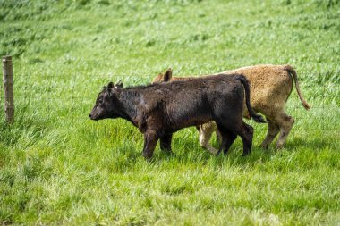 Avustralya 'da bir tarlada otlayan damızlık sığır, inek ve buzağılara yakın bir yerde. Sürü cinsleri arasında benek parkı, murray grisi, angus, brangus ve wagyu bahar ve yaz otlaklarında bulunur..