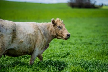 Avustralya 'da bir tarlada otlayan damızlık sığır ve sığırların yakınına. saman ve tohum yiyorlar. Türleri arasında benek parkı, murray grisi, angus, brangus ve wagyu bulunur..
