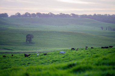 Avustralya 'da bir tarlada otlayan damızlık sığır ve sığırların yakınına. saman ve tohum yiyorlar. Türleri arasında benek parkı, murray grisi, angus, brangus ve wagyu bulunur..