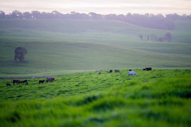 Avustralya 'da bir tarlada otlayan damızlık sığır ve sığırların yakınına. saman ve tohum yiyorlar. Türleri arasında benek parkı, murray grisi, angus, brangus ve wagyu bulunur..