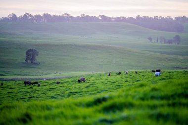 Avustralya 'da bir tarlada otlayan damızlık sığır ve sığırların yakınına. saman ve tohum yiyorlar. Türleri arasında benek parkı, murray grisi, angus, brangus ve wagyu bulunur..