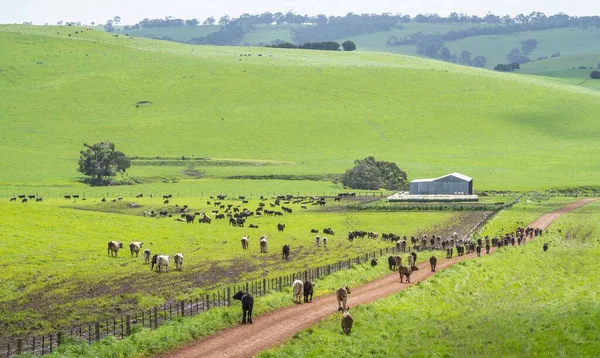 Κοντινό Πλάνο Του Stud Beef Ταύρους Αγελάδες Και Μοσχάρια Βόσκησης — Φωτογραφία Αρχείου