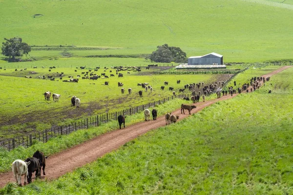 Close Stud Beef Bulls Cows Calves Grazing Grass Field Australia — Stock Photo, Image