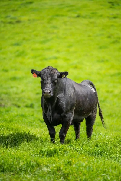 Close Touros Stud Beef Vacas Bezerros Pastando Grama Campo Austrália — Fotografia de Stock