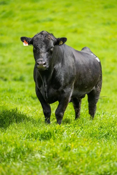 Close Stud Beef Bulls Cows Calves Grazing Grass Field Australia — Stock Photo, Image