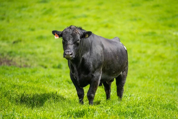 Avustralya 'da bir tarlada otlayan damızlık sığır, inek ve buzağılara yakın bir yerde. Sürü cinsleri arasında benek parkı, murray grisi, angus, brangus ve wagyu bahar ve yaz otlaklarında bulunur..
