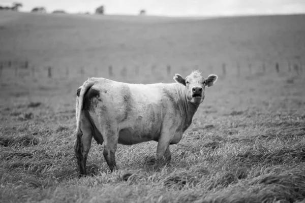 Avustralya Bir Tarlada Otlayan Damızlık Sığır Sığırların Yakınına Saman Tohum — Stok fotoğraf