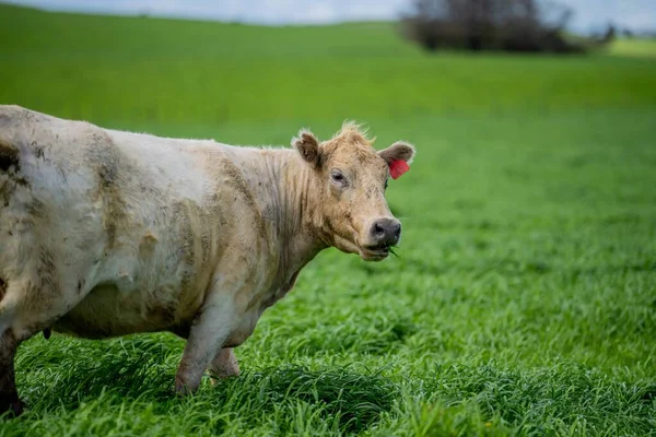 Close up of Stud Beef bulls and cows grazing on grass in a field, in Australia. eating hay and silage. breeds include speckle park, murray grey, angus, brangus and wagyu.