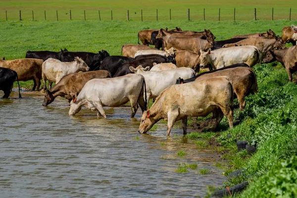 オーストラリアのフィールドで 草の上に牛や牛の放牧スタッド牛の閉鎖 干し草とサイレージを食べる 品種にはスペックルパーク マレーグレー アンガス ブランガス — ストック写真