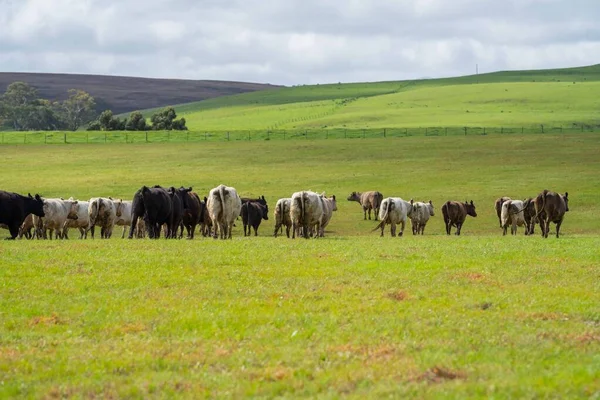 Detailní Záběr Býků Krav Stud Beef Pasoucích Trávě Poli Austrálii — Stock fotografie