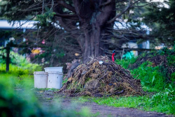 Kontroll Temperaturen Komposthög Gård — Stockfoto