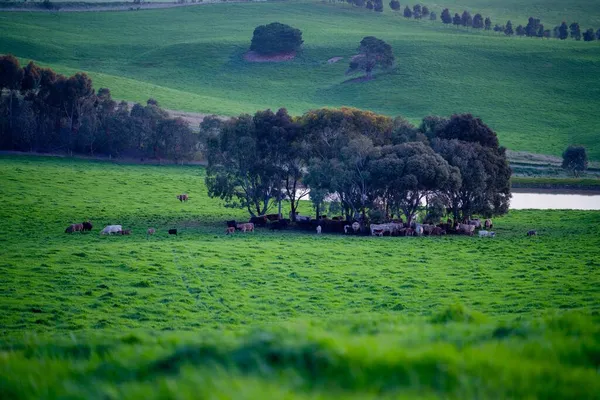 오스트레일리아의 밭에서 소들의 건초와 명주를 먹는다 회색빛 회색빛 회색곰 회색곰 — 스톡 사진