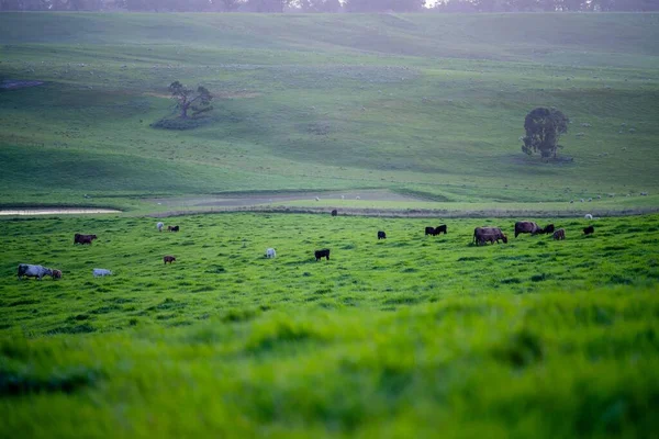 오스트레일리아의 밭에서 소들의 건초와 명주를 먹는다 회색빛 회색빛 회색곰 회색곰 — 스톡 사진