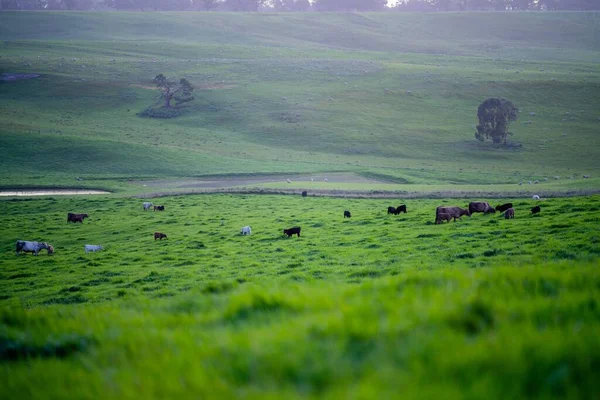 Крупный План Стад Биф Буллз Коров Пасущихся Траве Поле Австралии — стоковое фото