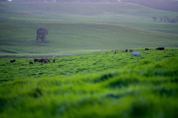 Close Stud Beef Bulls Cows Grazing Grass Field Australia Eating — Stock Photo, Image