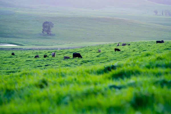 Avustralya 'da bir tarlada otlayan damızlık sığır ve sığırların yakınına. saman ve tohum yiyorlar. Türleri arasında benek parkı, murray grisi, angus, brangus ve wagyu bulunur..