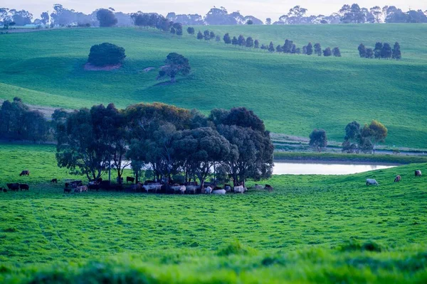 Крупный План Стад Биф Буллз Коров Пасущихся Траве Поле Австралии — стоковое фото