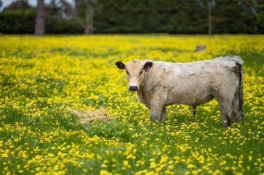 Aygır Angus, benek parkı, wagyu ve Murray Grey, Süt Ürünleri, sığır boğaları ve inekler Avustralya 'da bir tepede otlanıyorlar..