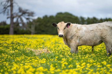 Aygır Angus, benek parkı, wagyu ve Murray Grey, Süt Ürünleri, sığır boğaları ve inekler Avustralya 'da bir tepede otlanıyorlar..