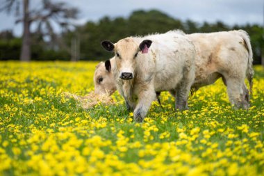 Aygır Angus, benek parkı, wagyu ve Murray Grey, Süt Ürünleri, sığır boğaları ve inekler Avustralya 'da bir tepede otlanıyorlar..
