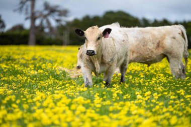 Aygır Angus, benek parkı, wagyu ve Murray Grey, Süt Ürünleri, sığır boğaları ve inekler Avustralya 'da bir tepede otlanıyorlar..