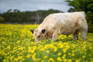 Avustralya 'da otlanan sığır ve buzağılar. Saman ve tohum yiyorlar. Türleri arasında benek parkı, murray grisi, angus, brangus ve süt inekleri yer almaktadır.