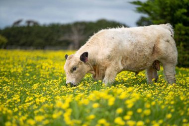 Avustralya 'da otlanan sığır ve buzağılar. Saman ve tohum yiyorlar. Türleri arasında benek parkı, murray grisi, angus, brangus ve süt inekleri yer almaktadır.