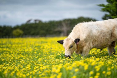 Avustralya 'da otlanan sığır ve buzağılar. Saman ve tohum yiyorlar. Türleri arasında benek parkı, murray grisi, angus, brangus ve süt inekleri yer almaktadır.