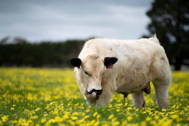 Avustralya 'da otlanan sığır ve buzağılar. Saman ve tohum yiyorlar. Türleri arasında benek parkı, murray grisi, angus, brangus ve süt inekleri yer almaktadır.