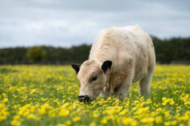 Avustralya 'da otlanan sığır ve buzağılar. Saman ve tohum yiyorlar. Türleri arasında benek parkı, murray grisi, angus, brangus ve süt inekleri yer almaktadır.