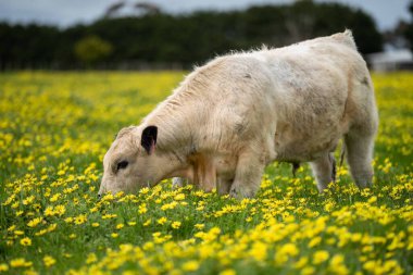 Avustralya 'da otlanan sığır ve buzağılar. Saman ve tohum yiyorlar. Türleri arasında benek parkı, murray grisi, angus, brangus ve süt inekleri yer almaktadır.