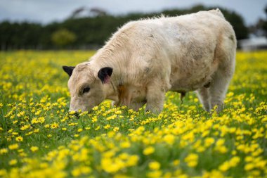 Avustralya 'da otlanan sığır ve buzağılar. Saman ve tohum yiyorlar. Türleri arasında benek parkı, murray grisi, angus, brangus ve süt inekleri yer almaktadır.