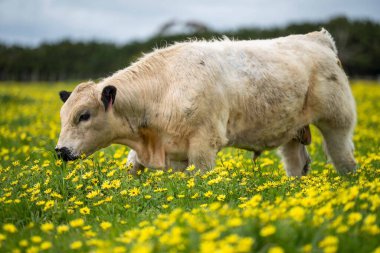 Avustralya 'da otlanan sığır ve buzağılar. Saman ve tohum yiyorlar. Türleri arasında benek parkı, murray grisi, angus, brangus ve süt inekleri yer almaktadır.