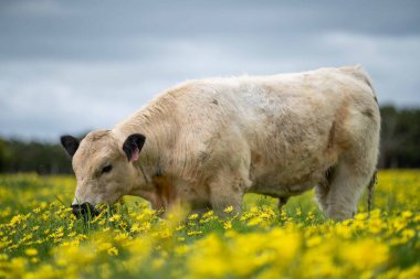 Avustralya 'da otlanan sığır ve buzağılar. Saman ve tohum yiyorlar. Türleri arasında benek parkı, murray grisi, angus, brangus ve süt inekleri yer almaktadır.