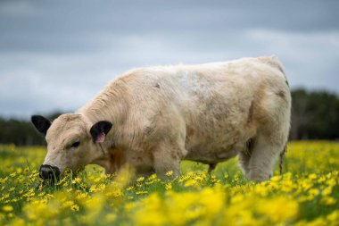 Avustralya 'da otlanan sığır ve buzağılar. Saman ve tohum yiyorlar. Türleri arasında benek parkı, murray grisi, angus, brangus ve süt inekleri yer almaktadır.