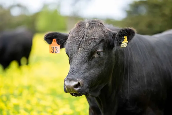 Beef cows and calves grazing on grass in Australia. Eating hay and silage. breeds include speckle park, murray grey, angus, brangus and dairy cows