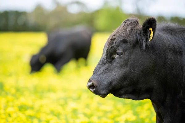 Vacas Res Terneros Pastando Hierba Australia Comiendo Heno Ensilado Razas — Foto de Stock