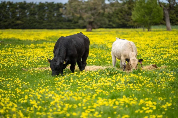 Βοοειδή Και Μοσχάρια Βόσκησης Χόρτο Στην Αυστραλία Τρώει Σανό Και — Φωτογραφία Αρχείου