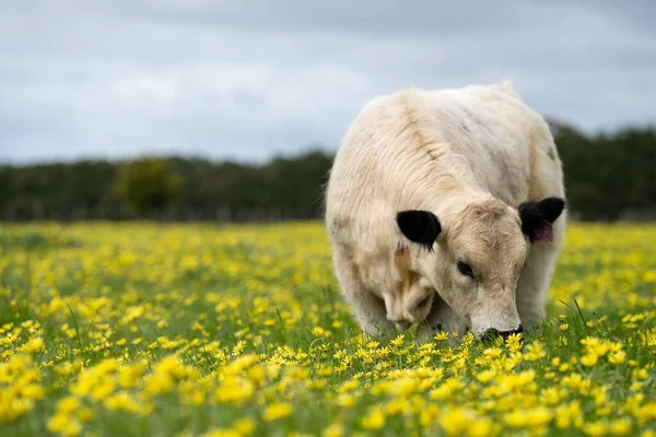 Krowy Wołowe Cielęta Pasące Się Trawie Australii Jem Siano Kiszonkę — Zdjęcie stockowe