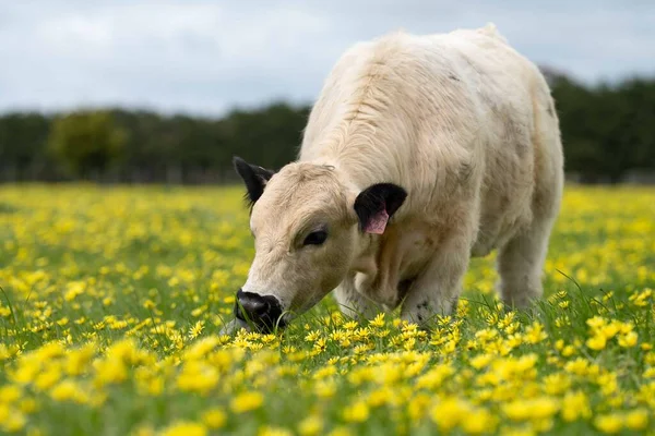 Vaches Veaux Boucherie Paissant Sur Herbe Australie Manger Foin Ensilage — Photo