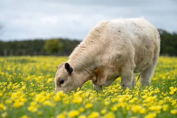 Vaches Veaux Boucherie Paissant Sur Herbe Australie Manger Foin Ensilage — Photo