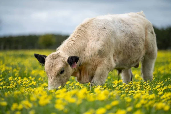 Vaches Veaux Boucherie Paissant Sur Herbe Australie Manger Foin Ensilage — Photo