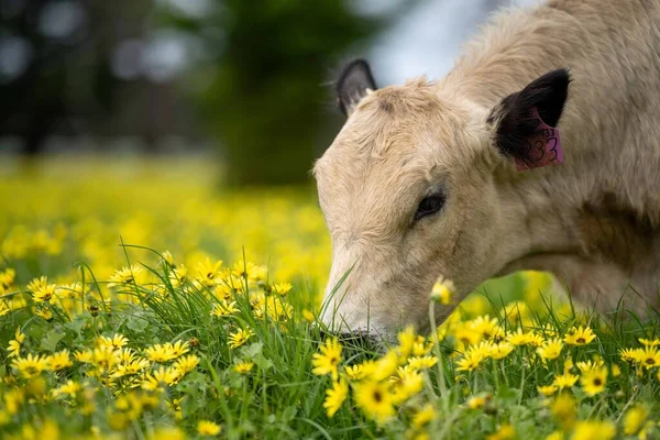 Vacas Res Terneros Pastando Hierba Australia Comiendo Heno Ensilado Razas — Foto de Stock