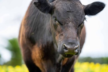 Avustralya 'da bir tarlada otlayan damızlık sığır, inek ve buzağılara yakın bir yerde. Sürü cinsleri arasında benek parkı, Murray Grey, Angus, Brangus ve Wagyu bahar ve yaz aylarında uzun otlaklarda bulunur..