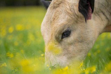 Aygır Angus, wagyu, benek parkı, Murray Grey, Süt Ürünleri, sığır İnekleri ve bir tarlada otlayan boğalar. Avustralya 'da bir tarım çiftliğinde yetiştirilen hayvanlar organik ve serbest..