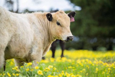 Aygır Angus, wagyu, benek parkı, Murray Grey, Süt Ürünleri, sığır İnekleri ve bir tarlada otlayan boğalar. Avustralya 'da bir tarım çiftliğinde yetiştirilen hayvanlar organik ve serbest..