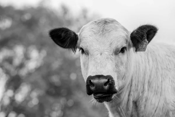 Stud Angus Wagyu Parque Motas Gris Murray Lácteos Carne Vacuno —  Fotos de Stock